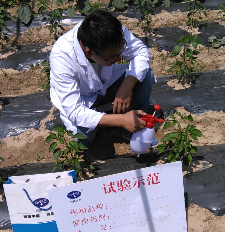 Pharmacodynamic Test of 4% Gibberellic Acid EC on Pepper(ͼ1)