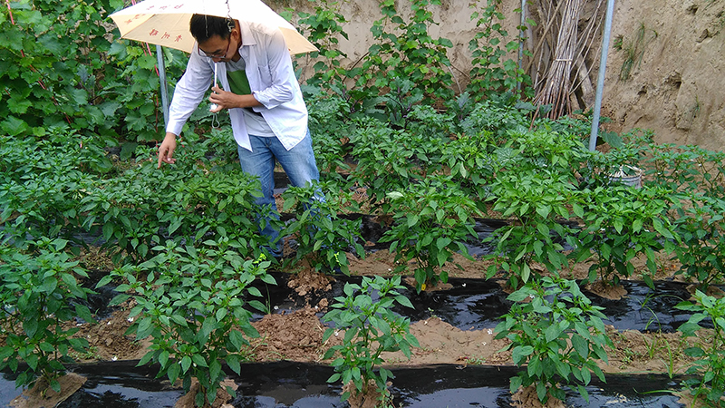 Pharmacodynamic Test of 4% Gibberellic Acid EC on Pepper(ͼ2)