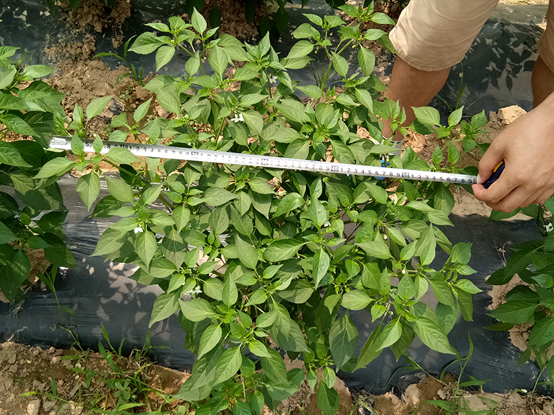 Pharmacodynamic Test of 4% Gibberellic Acid EC on Pepper(ͼ3)