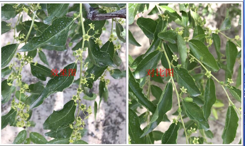 Fruit Setting Test of Nonda Gibberellin on Chinese Jujube(ͼ1)