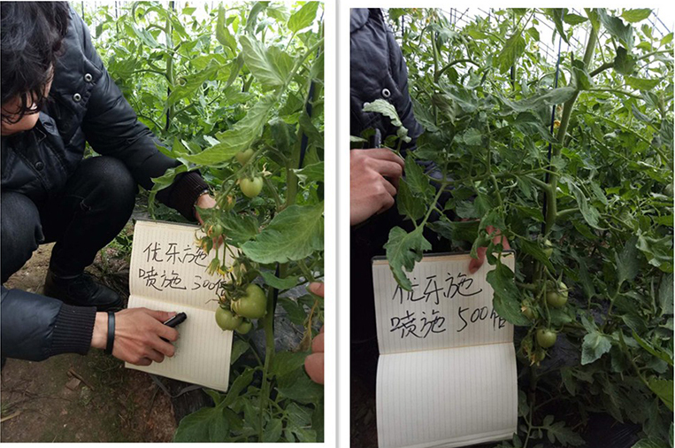 Fertilizer Efficiency Test of Yooxi Spraying Formula on Tomato in Winter Greenhouse (Flowering and Fruiting Period)(ͼ2)