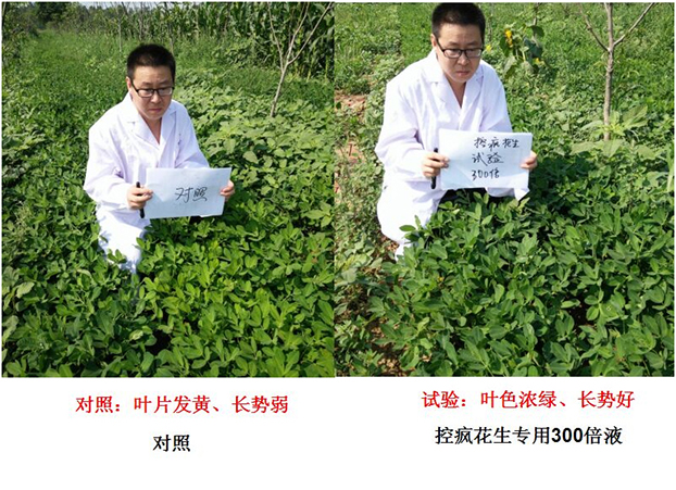 Test Report on Peanut Specialized Products for &quot;Crazy Control&quot;(ͼ1)
