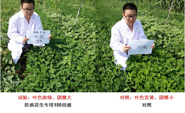 Test Report on Peanut Specialized Products for &quot;Crazy Control&quot;(ͼ2)