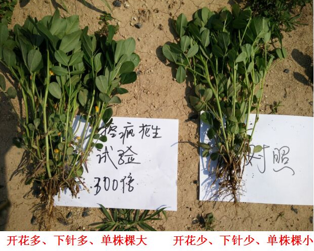 Test Report on Peanut Specialized Products for &quot;Crazy Control&quot;(ͼ3)