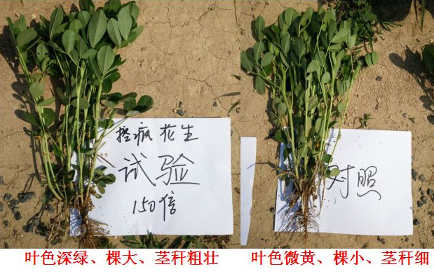 Test Report on Peanut Specialized Products for &quot;Crazy Control&quot;(ͼ4)
