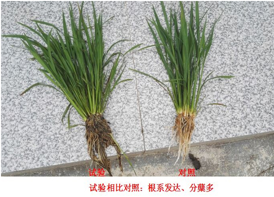 [Experiments and Demonstration] Special Rice Products for Crazy Control(ͼ1)
