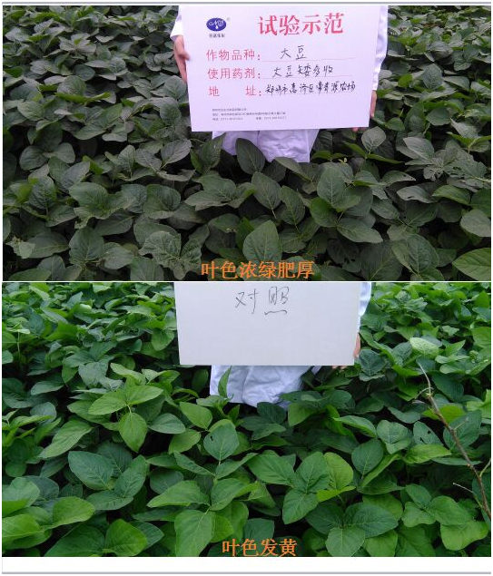 [Experiments and demonstrations] Soybean is short and harvested more(ͼ1)