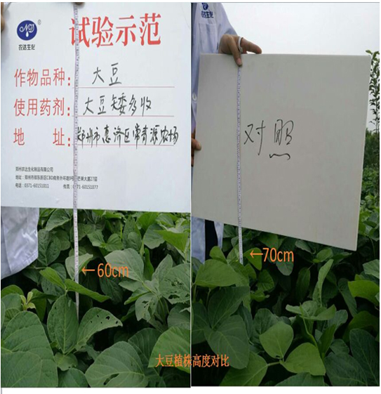 [Experiments and demonstrations] Soybean is short and harvested more(ͼ2)