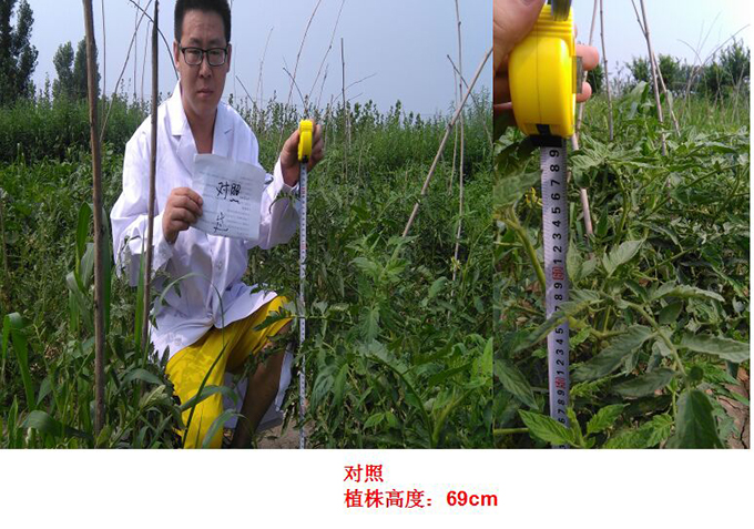 Test Report of Root Force Buchong Fertilization on Tomatoes(ͼ1)