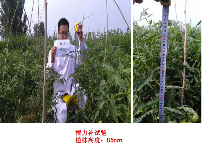 Test Report of Root Force Buchong Fertilization on Tomatoes(ͼ2)