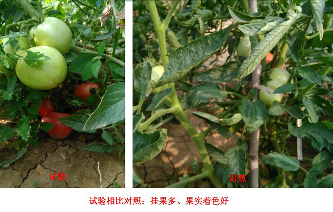 Test Report of Root Force Buchong Fertilization on Tomatoes(ͼ3)