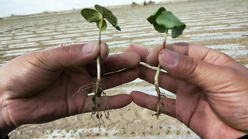 Talking about the Performance of Crazy Control in Cotton and the Key Points of Cotton Chemical Control Technology(ͼ2)