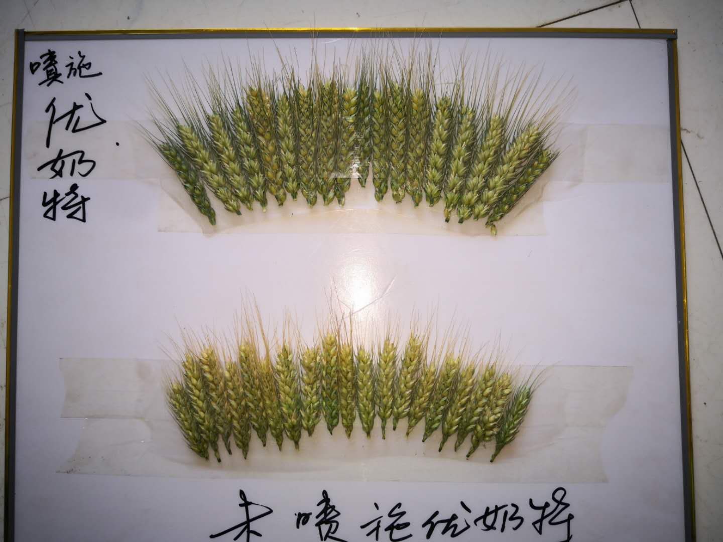 Observation on the Effect of Wheat Yield Increase of Younaite(ͼ3)