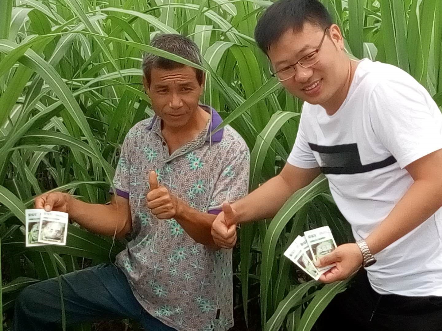 Wengyuan County Ditiantai Agricultural Products Co.,Ltd Nongda 20% Gibberellic Acid Soluble Powder Listing Conference(ͼ3)