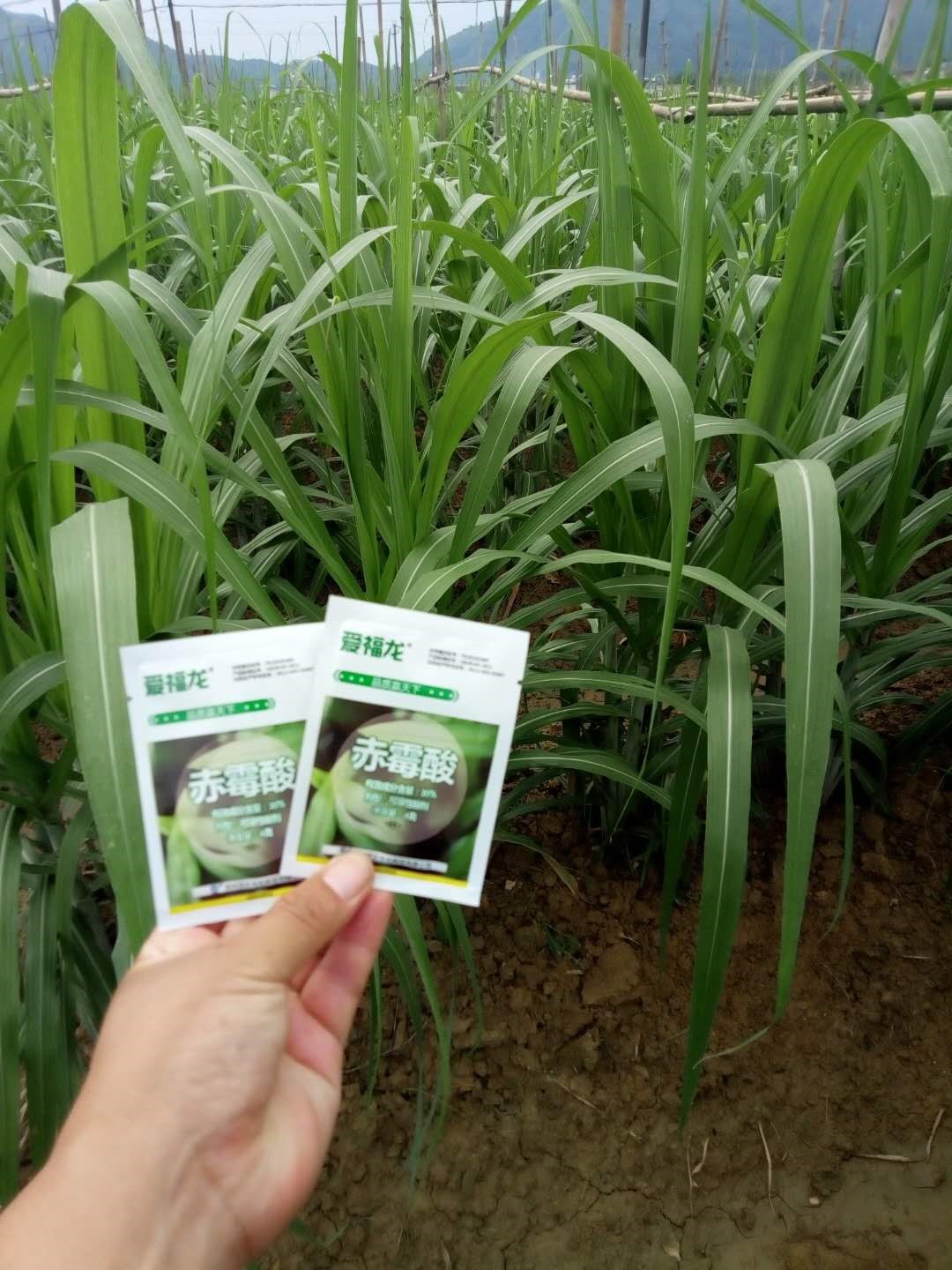 Wengyuan County Ditiantai Agricultural Products Co.,Ltd Nongda 20% Gibberellic Acid Soluble Powder Listing Conference(ͼ4)