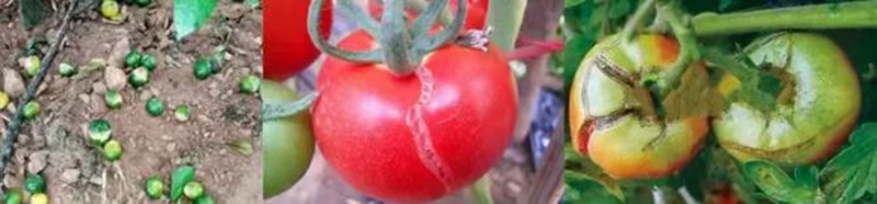 »¨Ñ¿·Ö½âÊǾöÒé×÷Îï¹ûʵ¸ß²ú¡¢ÎȲú¡¢ÓÅÖʵÄÒªº¦(ͼ1) »¨Ñ¿·Ö½âÊǾöÒé×÷Îï¹ûʵ¸ß²ú¡¢ÎȲú¡¢ÓÅÖʵÄÒªº¦(ͼ1)