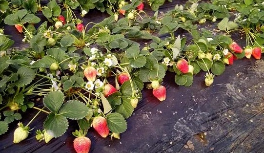 ݮɫԵԭɾΪָֹ(ͼ1)