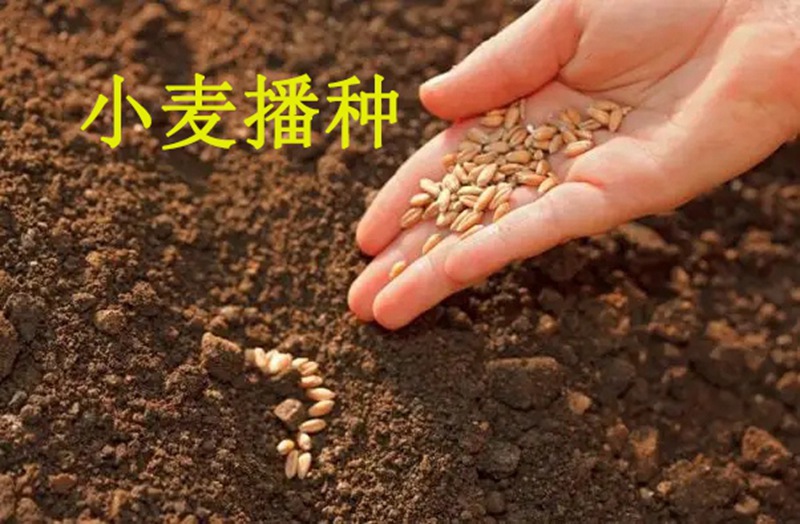 植保知识——冬小麦播种五大概害手艺(图1) 植保知识——冬小麦播种五大概害手艺(图1)
