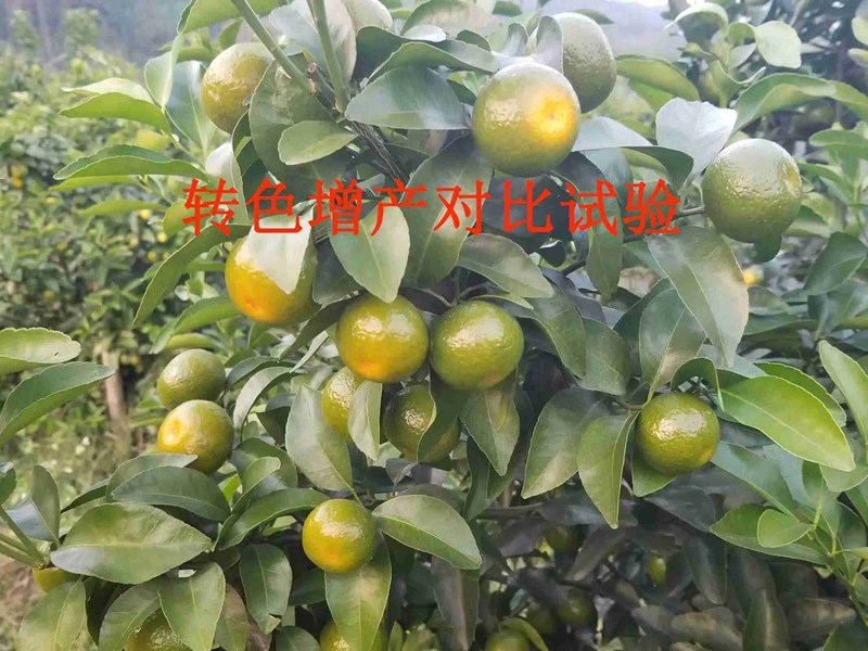 Ʒ顪ָתɫ(ͼ1)