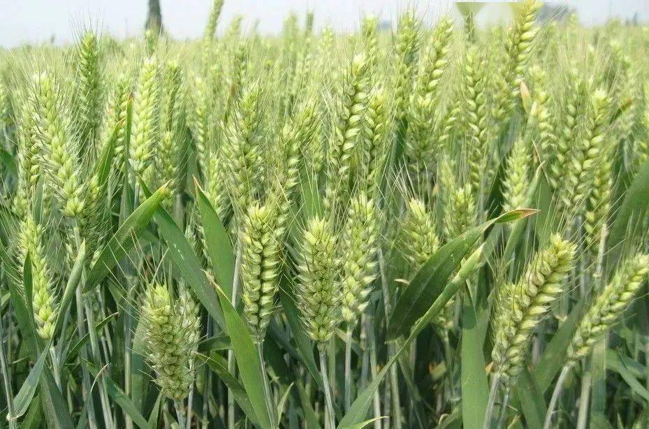 植保知识-小麦灌浆期治理要点(图1) 植保知识-小麦灌浆期治理要点(图1)